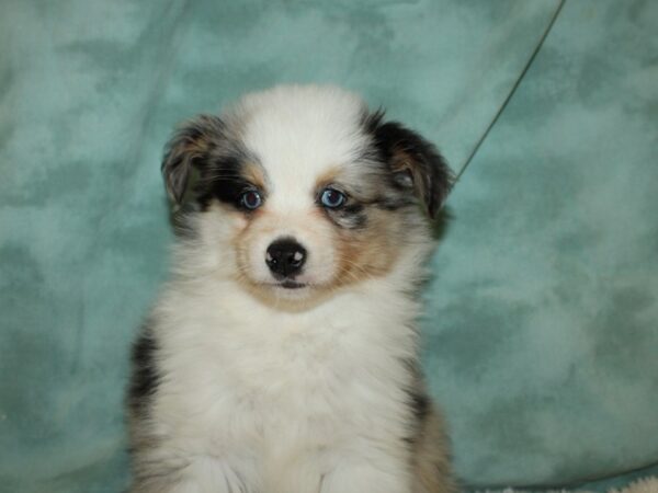 Toy Aussie-DOG-Male-BLUE MERLE-19486-Petland Dalton, Georgia