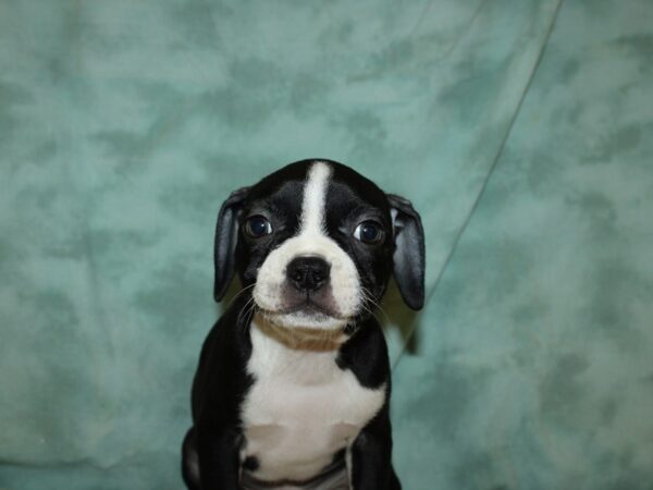 Boston Terrier DOG Male BLK WH 19488 Petland Dalton, Georgia