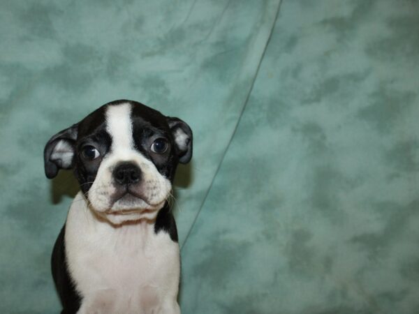 Boston Terrier DOG Female BLK WH 8874 Petland Dalton, Georgia