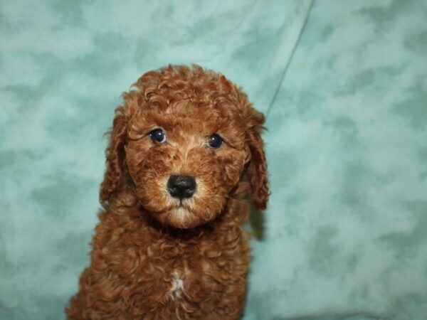 F2 MINI GOLDENDOODLE DOG Female Red 19481 Petland Dalton, Georgia