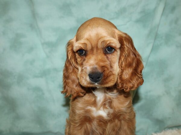 Cocker Spaniel DOG Male Red 19490 Petland Dalton, Georgia