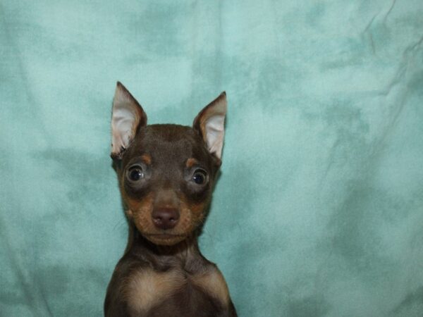 Miniature Pinscher DOG Male Chocolate and Tan 8868 Petland Dalton, Georgia