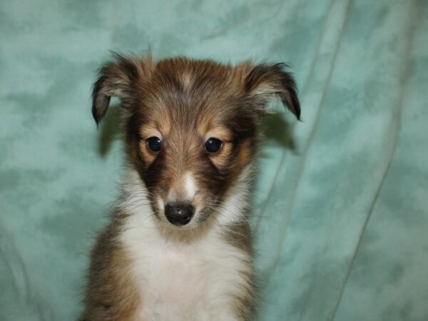 Shetland Sheepdog DOG Male Sable / White 8867 Petland Dalton, Georgia