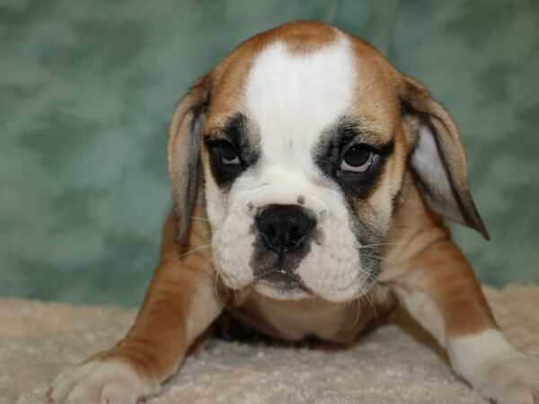 Bulldog/Bulldog-Beagle DOG Female Red / White 19480 Petland Dalton, Georgia