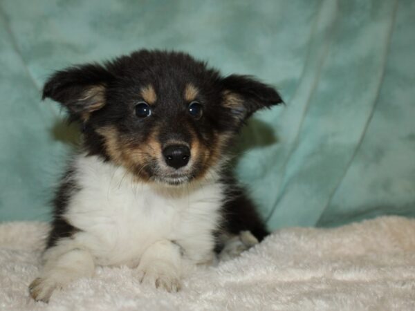 Shetland Sheepdog DOG Male Tri-Colored 19479 Petland Dalton, Georgia