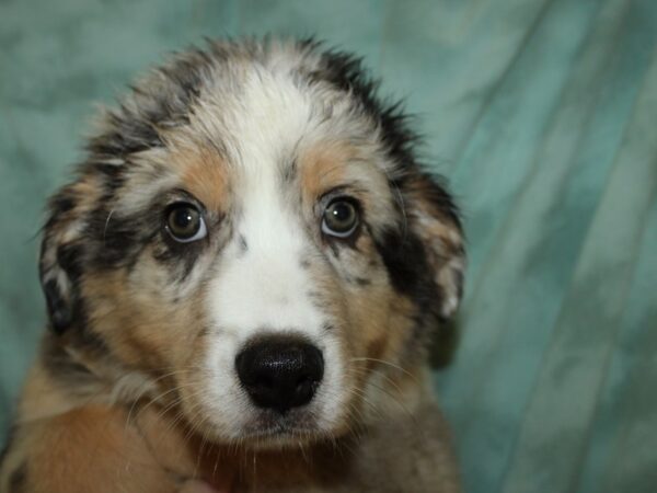 Australian Shepherd DOG Male Blue Merle White and Tan 19489 Petland Dalton, Georgia