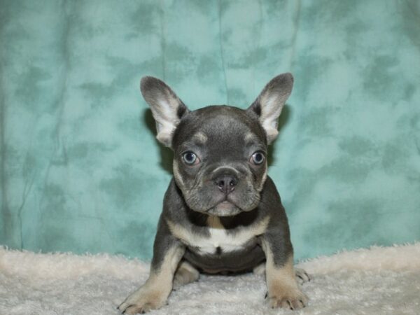 French Bulldog DOG Female Lilac tan 8884 Petland Dalton, Georgia