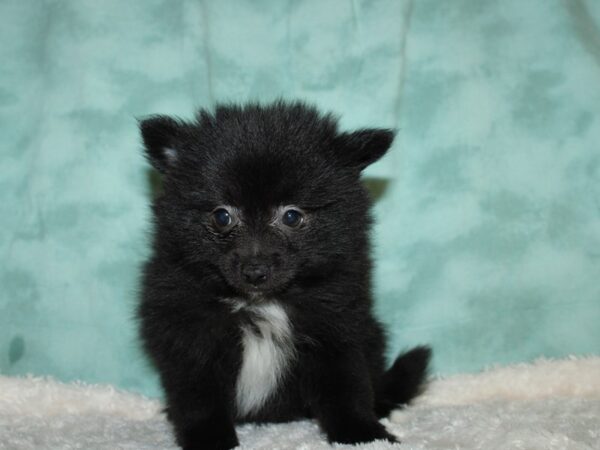 Pomeranian DOG Male Black 8886 Petland Dalton, Georgia