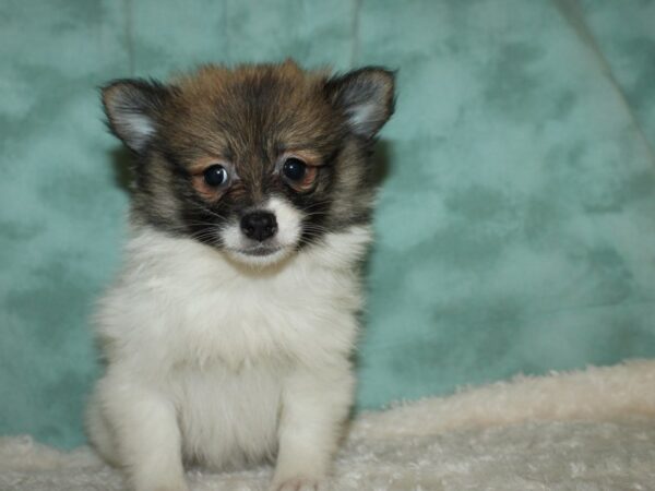 Pomeranian DOG Female Sable White 8885 Petland Dalton, Georgia