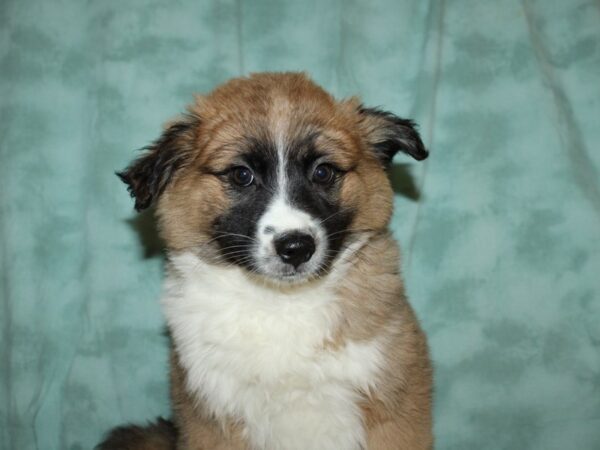 Aussiemo DOG Female SABLE WHITE 8883 Petland Dalton, Georgia