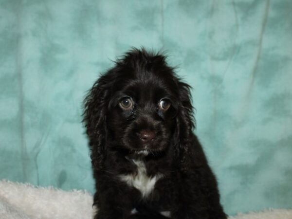 Cocker Spaniel DOG Female CHOC 8881 Petland Dalton, Georgia