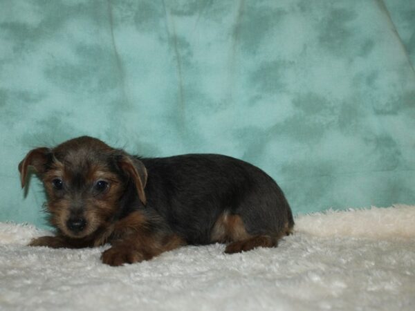 Yorkshire Terrier DOG Female LILAC 8882 Petland Dalton, Georgia