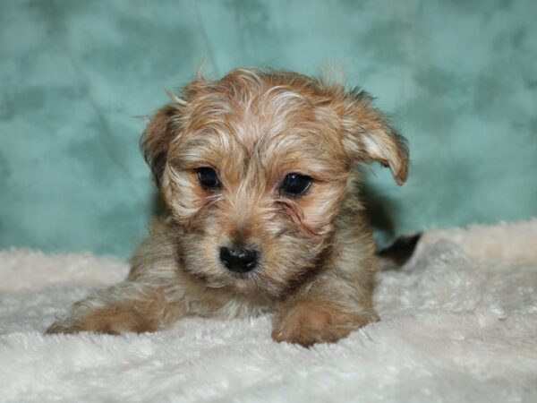 Yochon DOG Male BEIGE 8888 Petland Dalton, Georgia