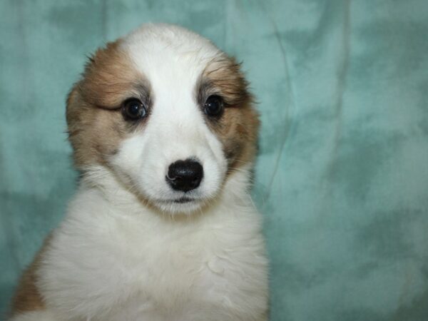 Aussimo-DOG-Female-BROWN WH-8887-Petland Dalton, Georgia