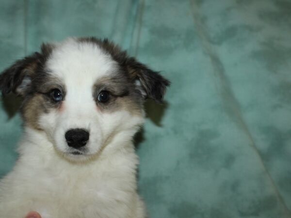 Aussimo DOG Male BROWN WH 19501 Petland Dalton, Georgia