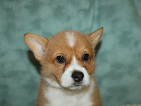 Pembroke Welsh Corgi DOG Male RED WH 19500 Petland Dalton, Georgia