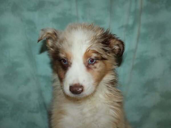 Australian Shepherd DOG Male Red Merle 8876 Petland Dalton, Georgia