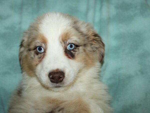 Australian Shepherd DOG Male Red Merle 8878 Petland Dalton, Georgia