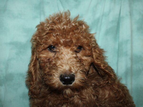 Goldendoodle DOG Male Red 8877 Petland Dalton, Georgia