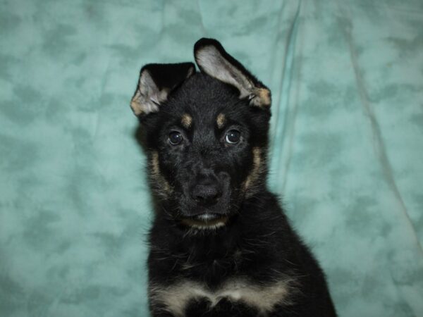 German Shepherd DOG Female Black Tan 19495 Petland Dalton, Georgia