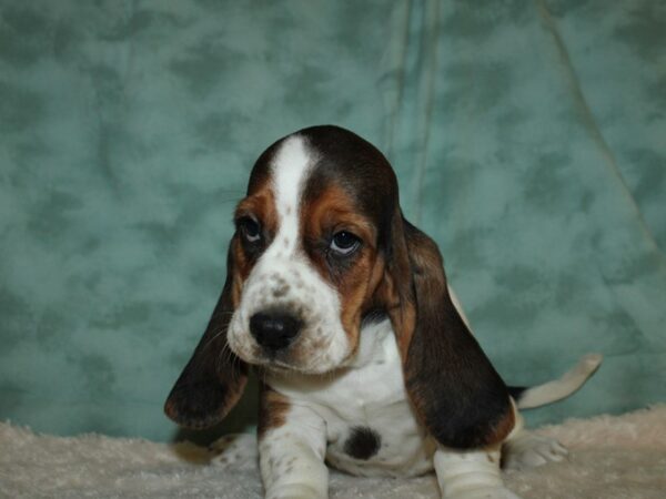 Basset Hound DOG Female TRI 19499 Petland Dalton, Georgia