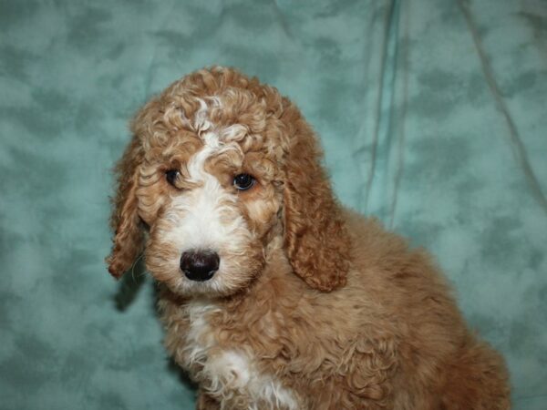 Standard Goldendoodle-DOG-Female-Cream-19496-Petland Dalton, Georgia