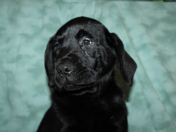 Labrador Retriever DOG Male Black 8875 Petland Dalton, Georgia