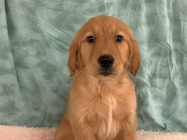 Golden Retriever DOG Female 19504 Petland Dalton, Georgia