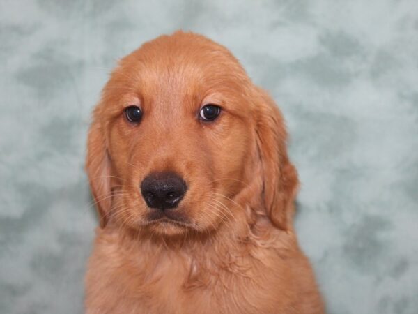 Golden Retriever DOG Male 8889 Petland Dalton, Georgia