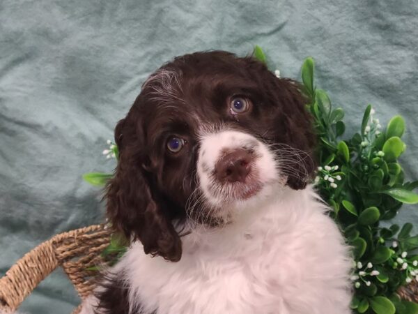 COCK A DOODLE-DOG-Male-CHOC WH-19508-Petland Dalton, Georgia