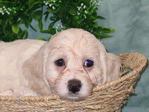 Cock A Poo DOG Female PARTY MERLE 19510 Petland Dalton, Georgia