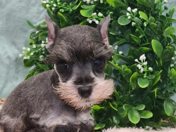 Miniature Schnauzer DOG Female SALT PEPPER 19509 Petland Dalton, Georgia