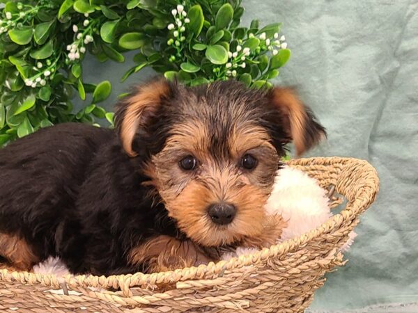 Yorkshire Terrier DOG Female BLK TAN 8895 Petland Dalton, Georgia