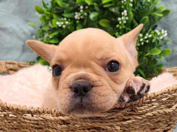 French Bulldog DOG Male FAWN 8893 Petland Dalton, Georgia