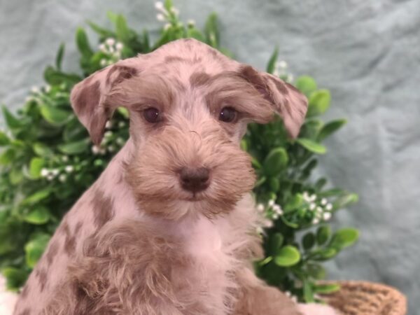 Miniature Schnauzer DOG Female CHOC 8894 Petland Dalton, Georgia