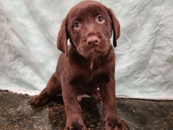 Labrador Retriever DOG Male Chocolate 19505 Petland Dalton, Georgia