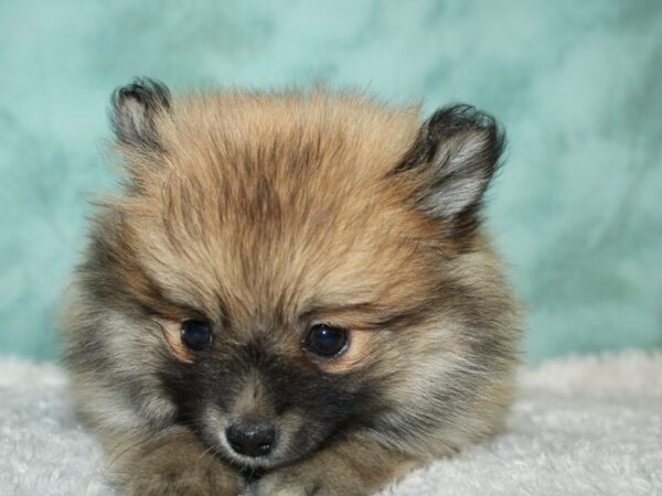 Pomeranian DOG Female SABLE 19529 Petland Dalton, Georgia