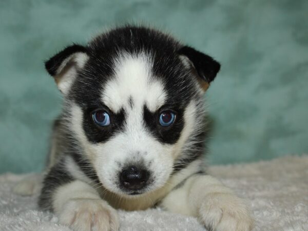 Huskimo DOG Female BLK WHITE 19536 Petland Dalton, Georgia