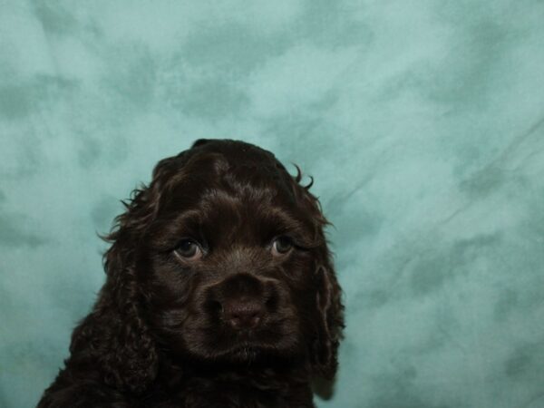 Cocker Spaniel DOG Male CHOC 8913 Petland Dalton, Georgia