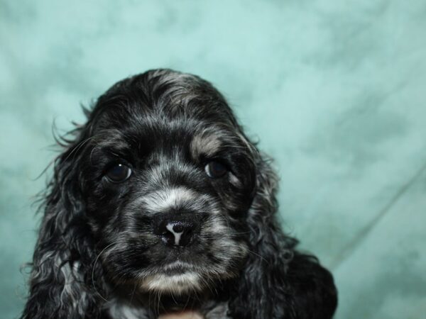 Cocker Spaniel DOG Male CHOC MERLE 19531 Petland Dalton, Georgia