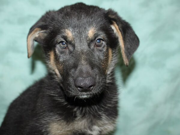 German Shepherd DOG Male Black & Tan 19519 Petland Dalton, Georgia