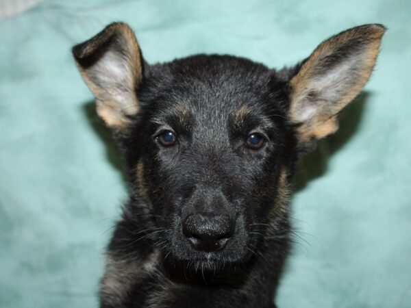 German Shepherd DOG Female Black & Tan 19521 Petland Dalton, Georgia