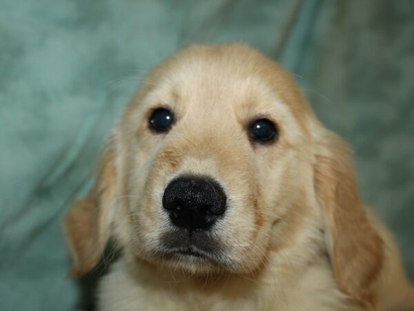 Golden Retriever DOG Male Gold 19518 Petland Dalton, Georgia