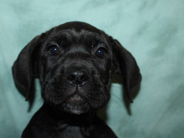 Cane Corso-DOG-Female-Brindle-19516-Petland Dalton, Georgia