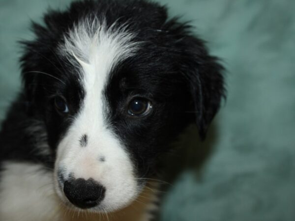 Border Collie DOG Female Black and White 8910 Petland Dalton, Georgia