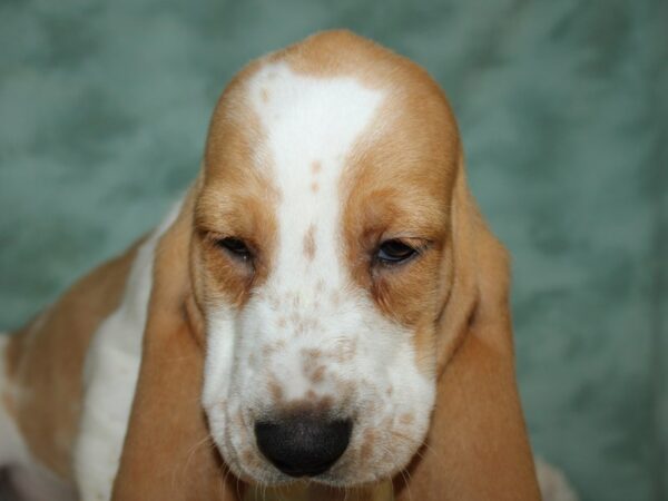 Basset Hound DOG Male Lemon and White 8911 Petland Dalton, Georgia