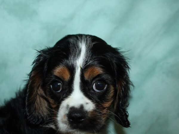 Cavalier King Charles Spaniel DOG Female Tri-color 19537 Petland Dalton, Georgia