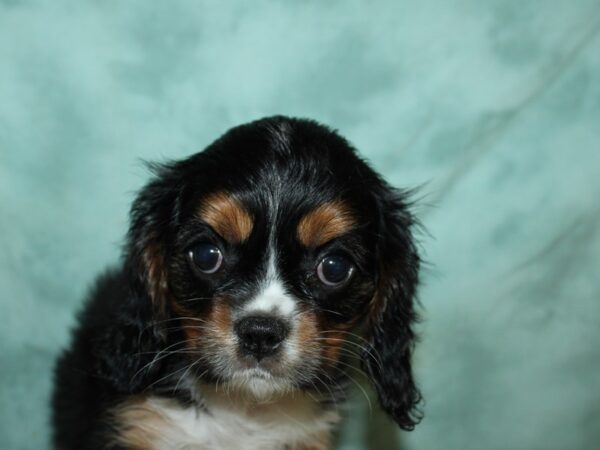 Cavalier King Charles Spaniel DOG Female Tri-color 19538 Petland Dalton, Georgia