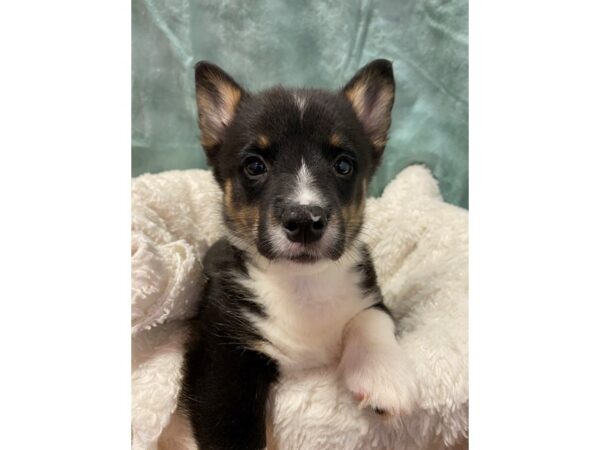 Pembroke Welsh Corgi DOG Female BLK WH 8907 Petland Dalton, Georgia