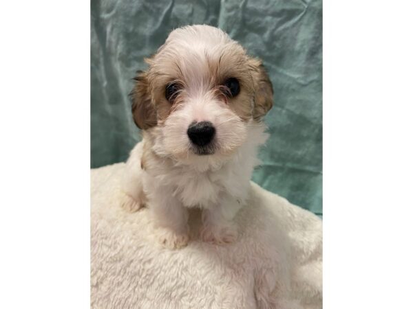 Morkie DOG Female BROWN WHITE 8905 Petland Dalton, Georgia